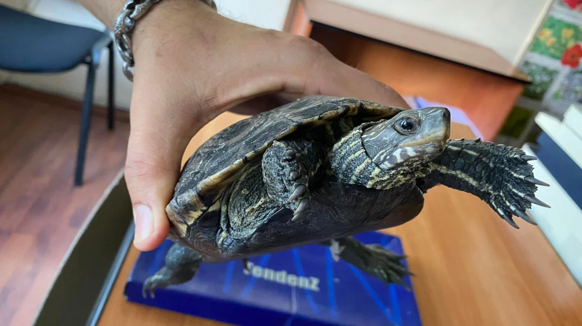 Откриха рядък вид костенурка в Хасково
