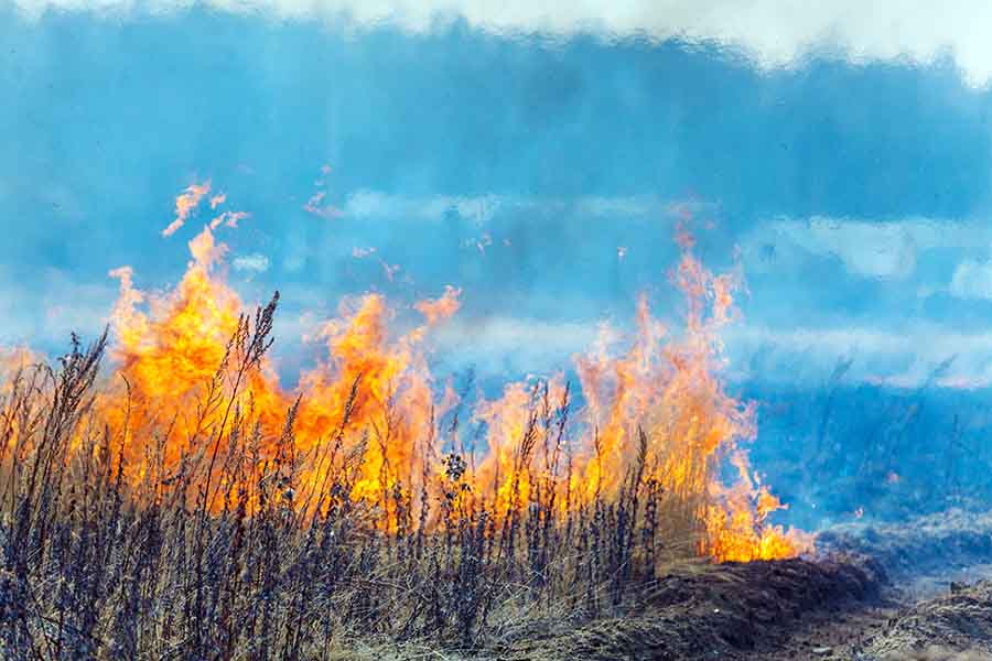 Германия регистрира висок ръст на горските пожари