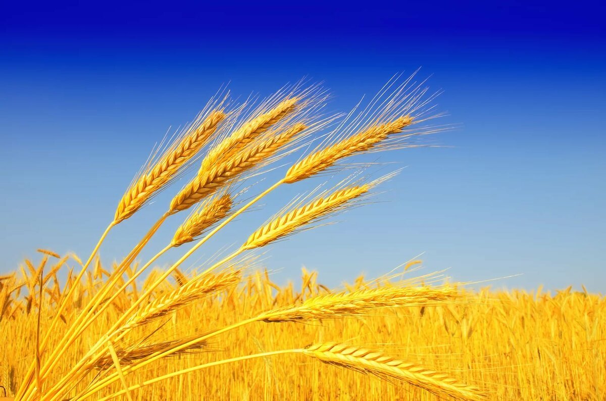 Промените в климата намаляват добива на пшеница