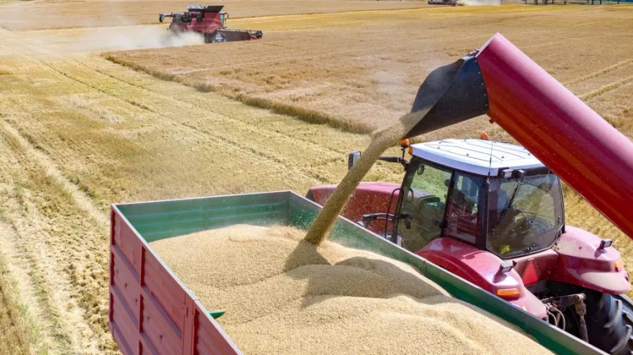 Реколтата от зърно е 600 килограма на декар тази година