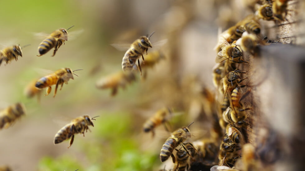 Жена от Масачузетс използва рояк пчели като оръжие срещу полицаи