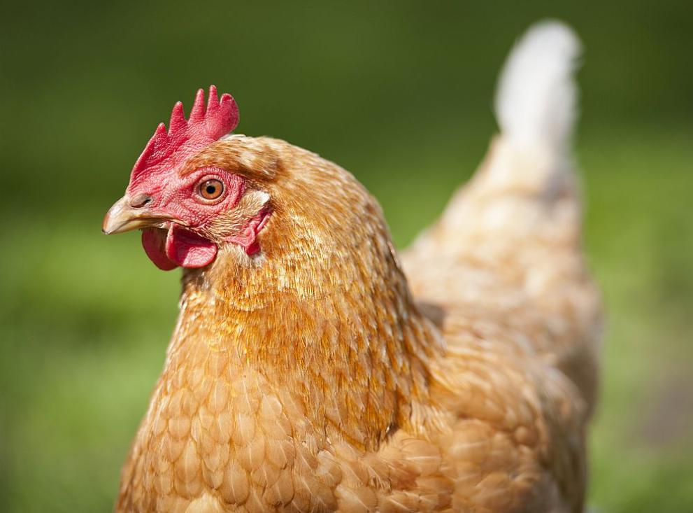 Заразен щам на птичи грип установиха в Нидерландия