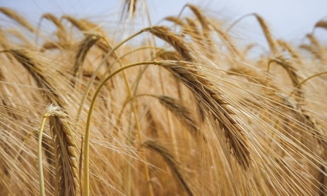 Спад в цените на зърнените култури в световен мащаб