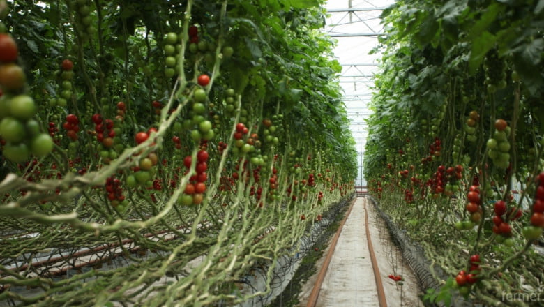 Дъмпинга е основната причина за неработещите оранжерии през зимата
