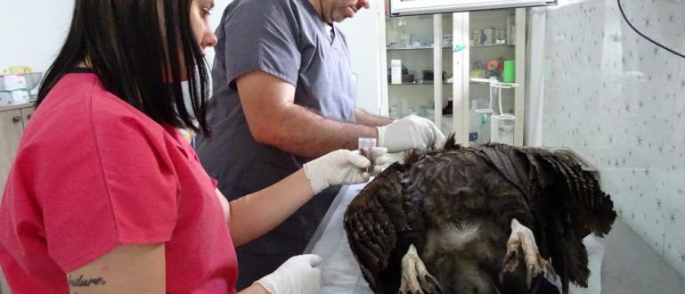 Черен лешояд е убит от бракониери край Харманли
