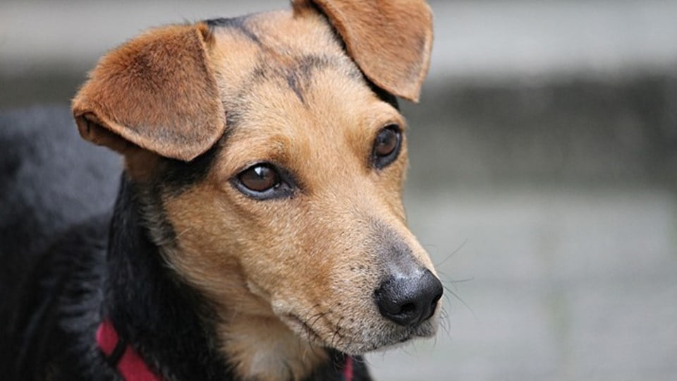 Полицията в Дряново провежда разследване за убийство на куче
