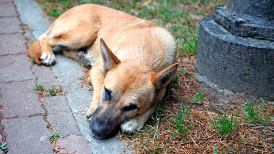 Бездомни кучета ухапаха мъж в Благоевград