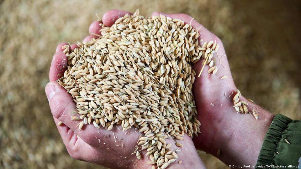 Гореща вълна унищожи пшеничната реколта в Индия