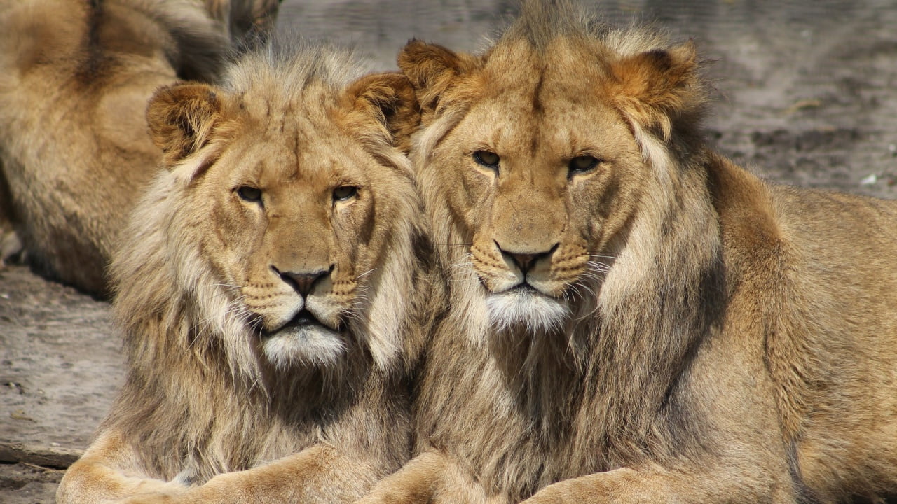 Лъвове избягаха от резерват след атака в Судан