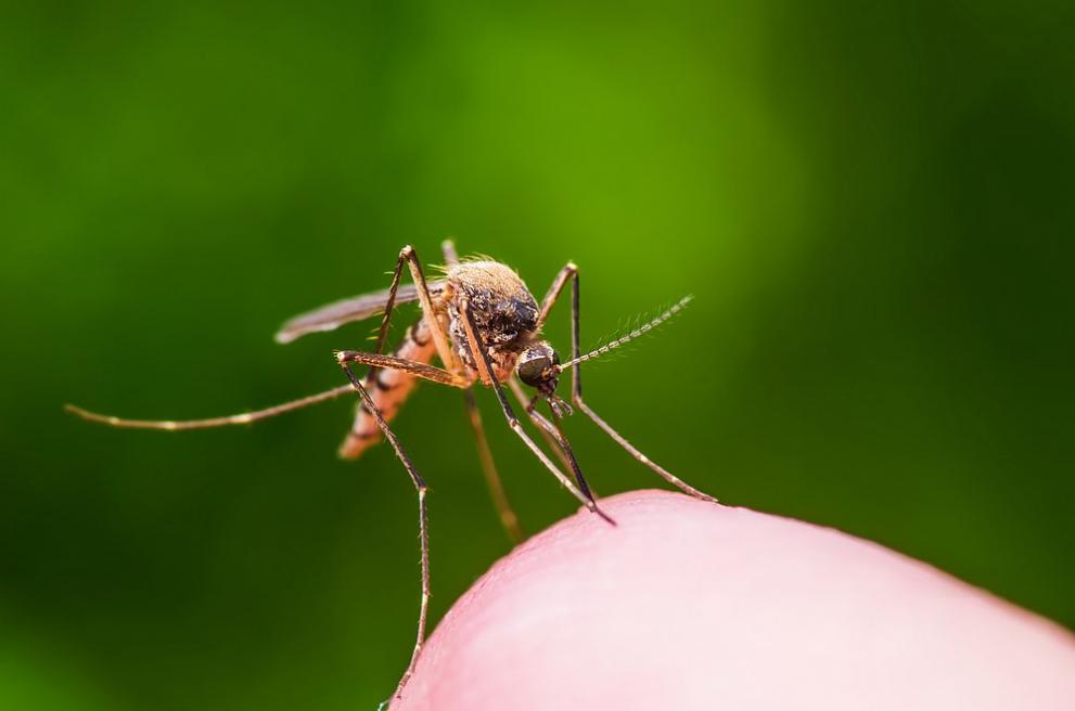 Жители на Плевен и региона излизат на протест заради нашествие на комари
