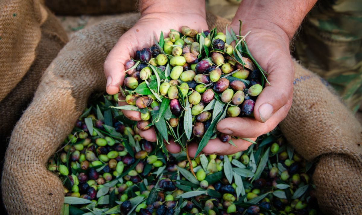 Производителите на маслини в Гърция съобщават за некачествена реколта
