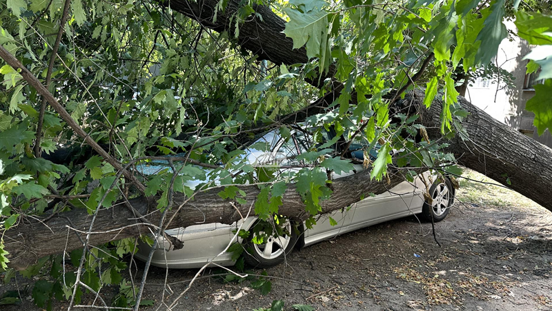 Дърво падна върху лека кола в Пловдив