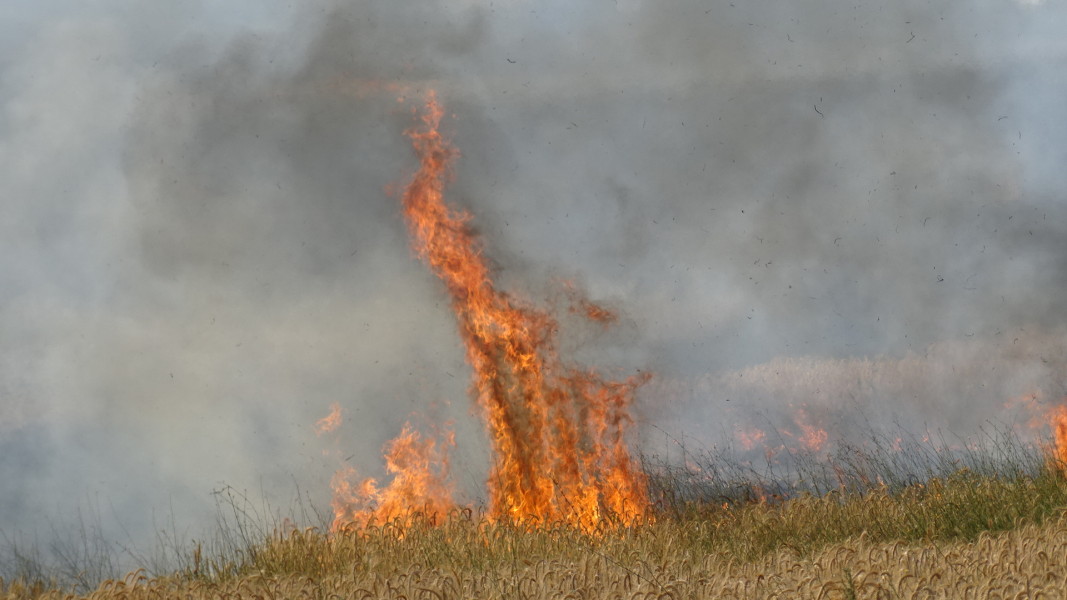 Пожар унищожи тридесет декара пшеница в област Силистра