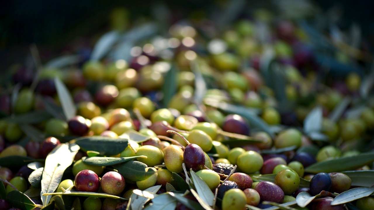 При спецакция: Испанските власти разкриха кражба на 74 тона маслини