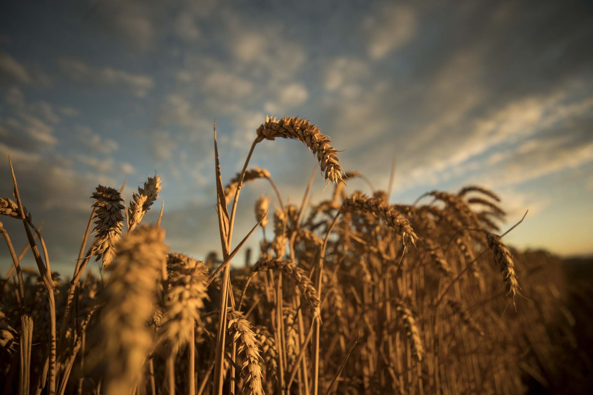ЕС планира да облекчи правилата за ГМО