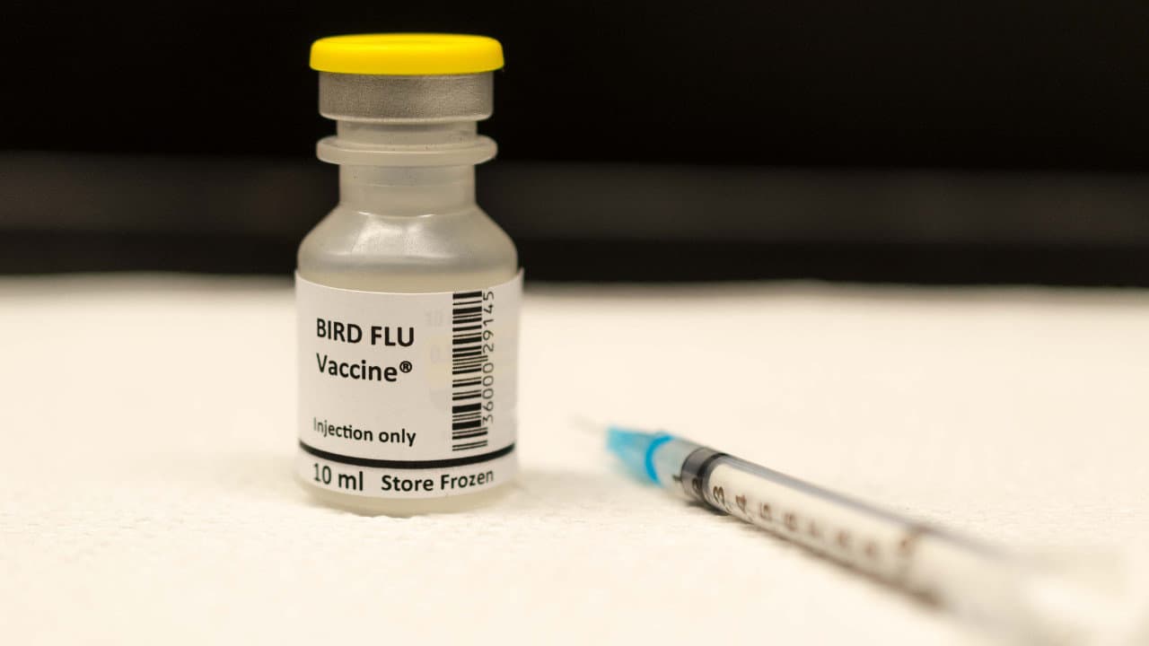 САЩ и Европа обмислят ваксинация срещу птичи грип
