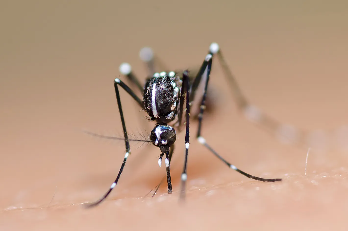 the Aedes mosquito